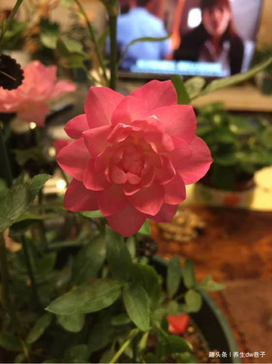 最适合新手的兰花,价格低廉,多季开花,漂亮又好养,赏花又闻香