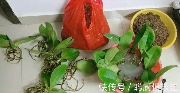 养花|逛花市的“小技巧”,低价花卉“随便淘”,大饱眼福又省钱