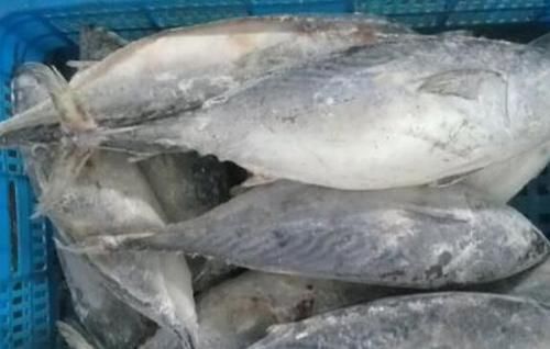 炮弹鱼什么人不能吃 炮弹鱼的最好食用方法