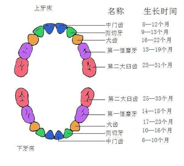 牙齿|几张图说明宝宝长牙的症状和顺序,你家宝宝掉队了吗快来对照吧