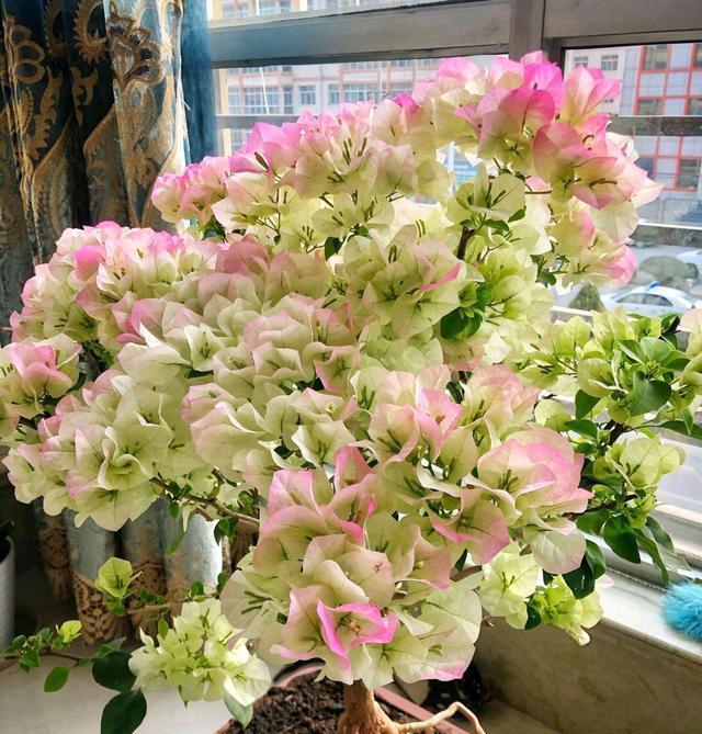 耐寒的4种三角梅,漂亮又勤花,严寒天气也不怕,花朵呼呼开爆盆