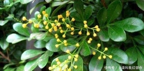 土壤|用这招来养盆栽米兰,一年四季都开花不断