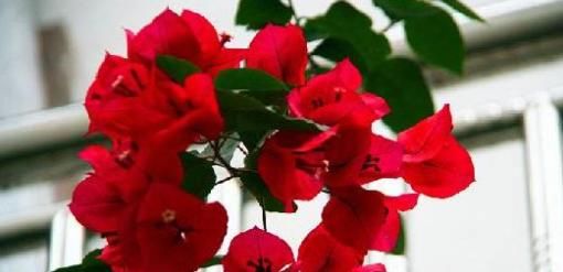  很快|现在赶紧扦插此几种花，很快就能爆盆，方法也超简单