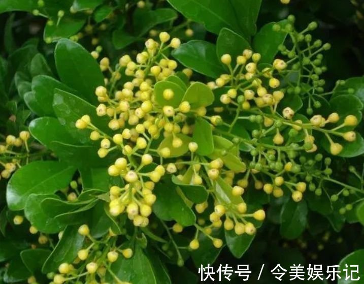 鸿运当头|4种福运花,自带福气好养活,日子红火财运滚滚,好看极了