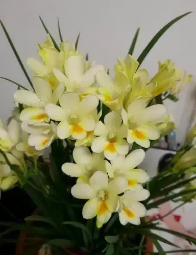 香雪兰|闺蜜到我家,发现一种花,爱上了它,15元买一盆,那叫一个“香”