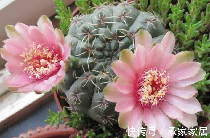 绯花玉|仙人掌科绯花玉，球形端庄，花色靓丽，你知道用什么方法养护吗