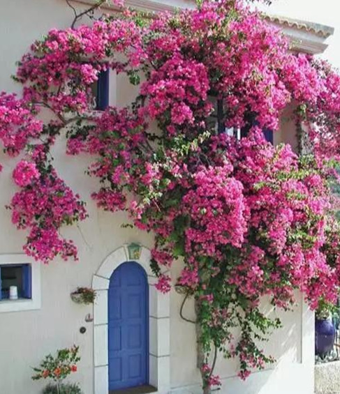 盆景|三角梅养成盆景又美又飒，爬成花墙热情浪漫，爆花成球秘诀在这