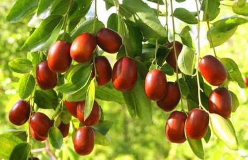 女性最好的食物，每天幾個，補足氣血，臉色紅潤，子宮越來越健康