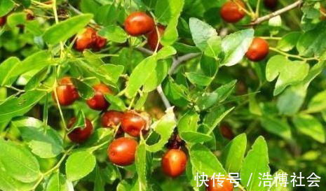 微量元素|女性不想老得快,常吃4种食物,美容养颜,改善气色,越吃越年轻