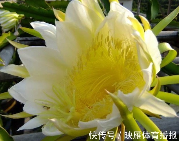 咳嗽|咳嗽总不好，路边的野花随手摘回家泡水喝，润肺止咳，整年少生病