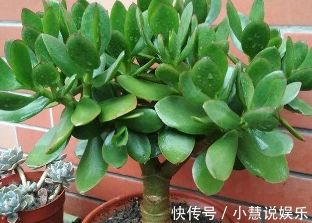 4种树“镇宅又聚财”,个个都是财神爷,不养就太可惜了!