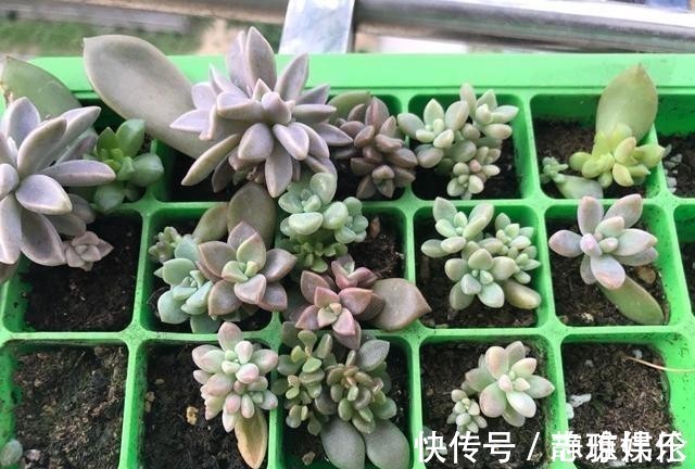 长寿花|只要一片叶子就能插活的花,有3种,繁殖了一盆又一盆