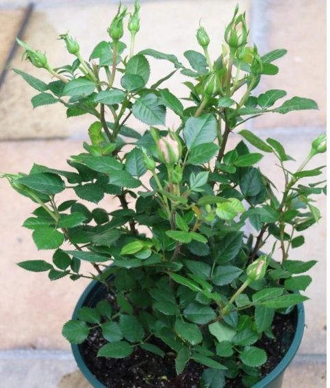 长寿花、栀子花、瓜叶菊等不开花、花苞少用点这个,喷啥啥开花