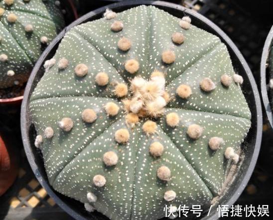 浇水|想要养好多肉植物,就从4方面下功夫,个个叶片厚实又肥美