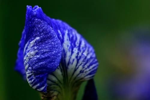 “马兰花马兰花，风吹雨打都不怕”，童谣马兰花究竟是什么花？