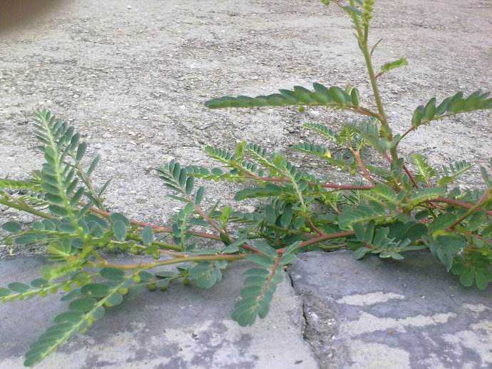 牙疼草|有种草叫“牙疼草”，生在农村形似含羞草，如今市场上一斤80元