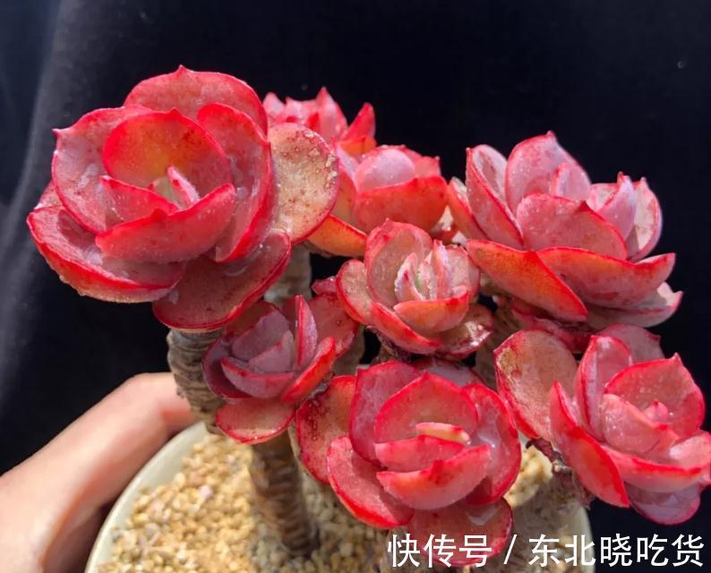 怎样养好多肉,新手常识