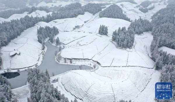 湖北省|湖北鹤峰：茶园雪景