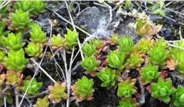 1种“野草”,农村河边常见,挖一点养盆里,比吊兰多肉好看!