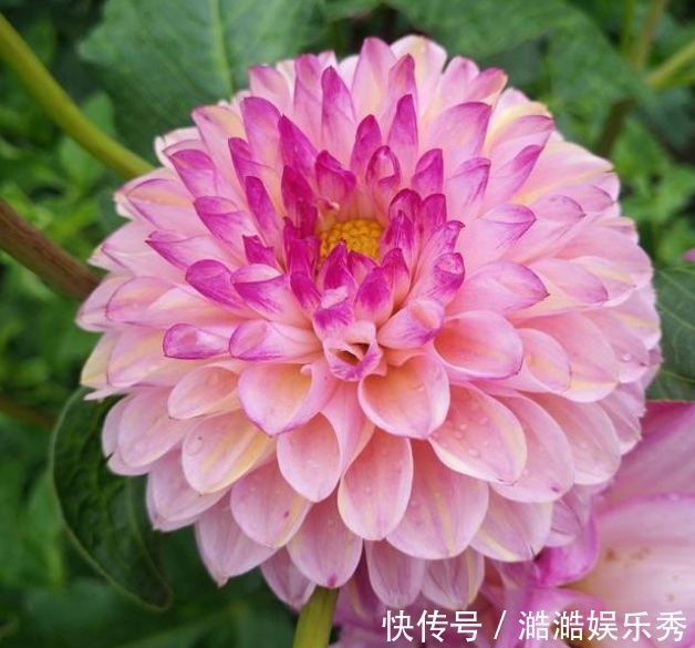 4种花超漂亮，家里养一盆，满屋飘香，养庭院，十里飘香