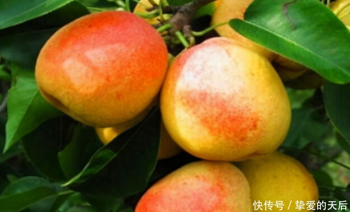 养生先养肝,3种“降肝火”的食物,一斤才几毛,医生都夸好