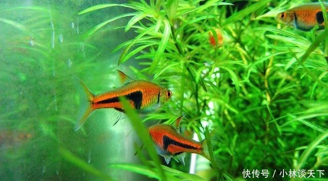 斗鱼科|世上最好养的4种观赏鱼,如果你养不活,以后还是不要养鱼了