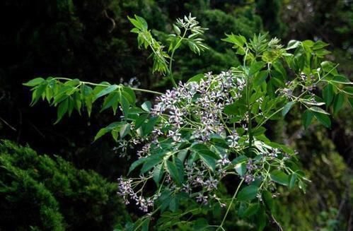 家里花卉烂根烂叶，几种天然灭虫法，不生虫养花好