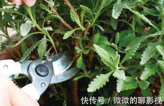 新枝|养花3分靠管，7分靠剪，6种必备的修剪小知识，你了解嘛