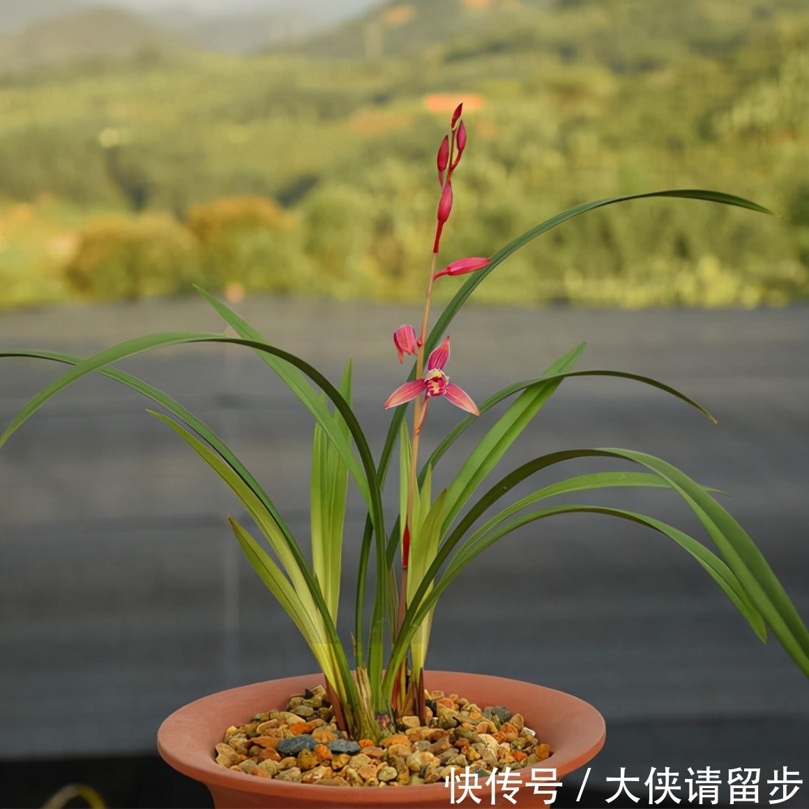 “人养花三年,花养人一生!”家居盆花100种,总有几款你喜欢