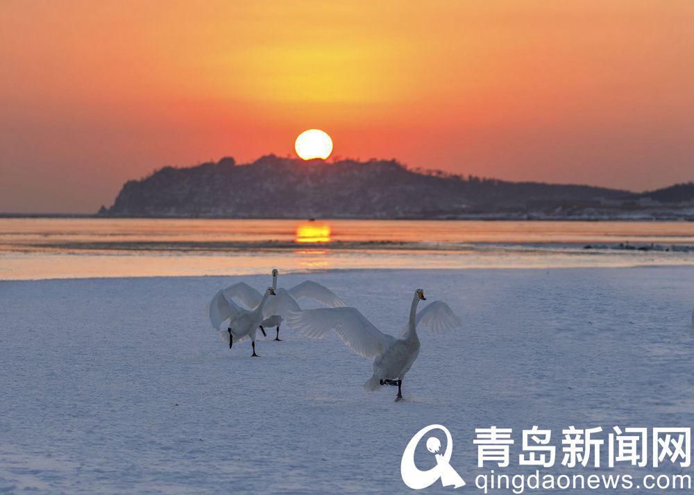 青岛海鸥的邻居 在荣成越冬的大天鹅