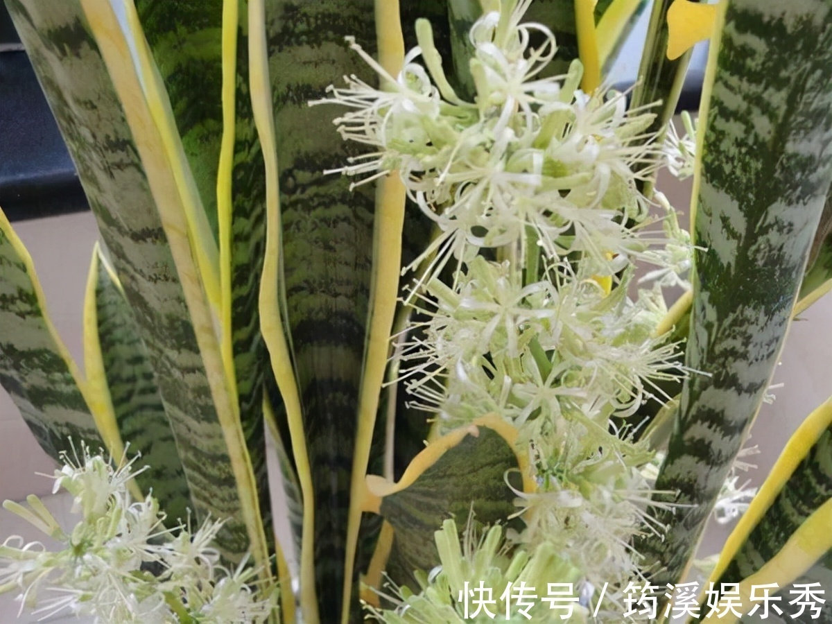 5种“大叶花”轻易不开花,开花就带“好兆头”,养一盆你就赚