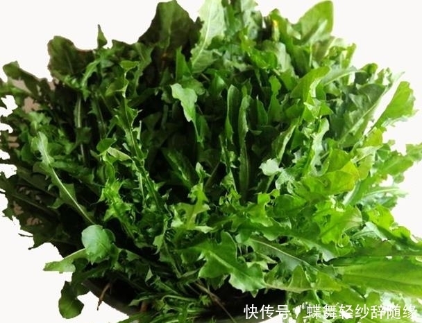 蒲公英|农村这个野草,人称它为蒲公英,还是珍贵的野菜