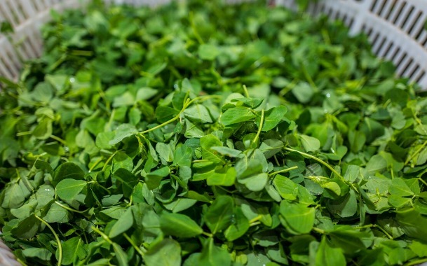 凉拌|65种野菜图片，带你认识不同的野菜和吃法，你想要的野菜这里都有