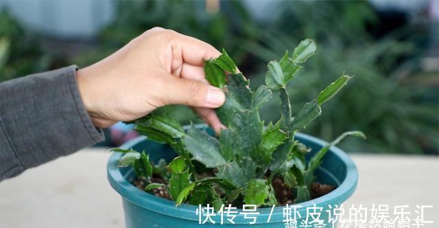 缺铁|养花出现缺铁性黄叶,一定要谨记5点,做到“5注意”,才能长势旺