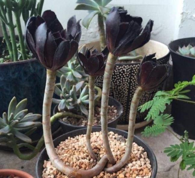 “大法师”容易掉叶、不生长，教你“3招秘诀”，再也不担心了