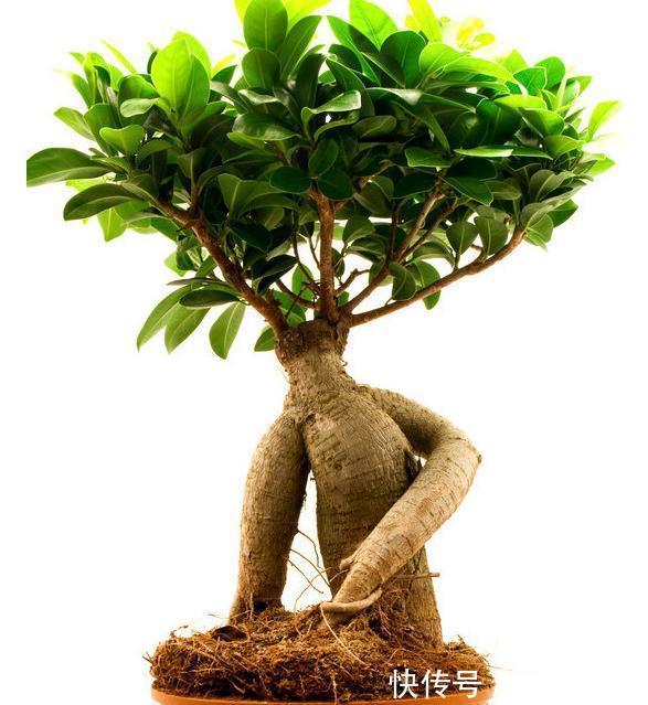 根系|如何养好榕树盆景，才能让它树形美观，叶色墨绿，不掉叶