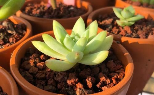 拿这4样“颗粒”养花，预防烂根问题、增肥，切记注意“分寸”