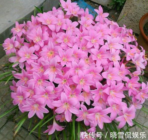 花卉|10月以后,3种花搬出去淋淋雨,叶片肥美长势好,越养越旺盛