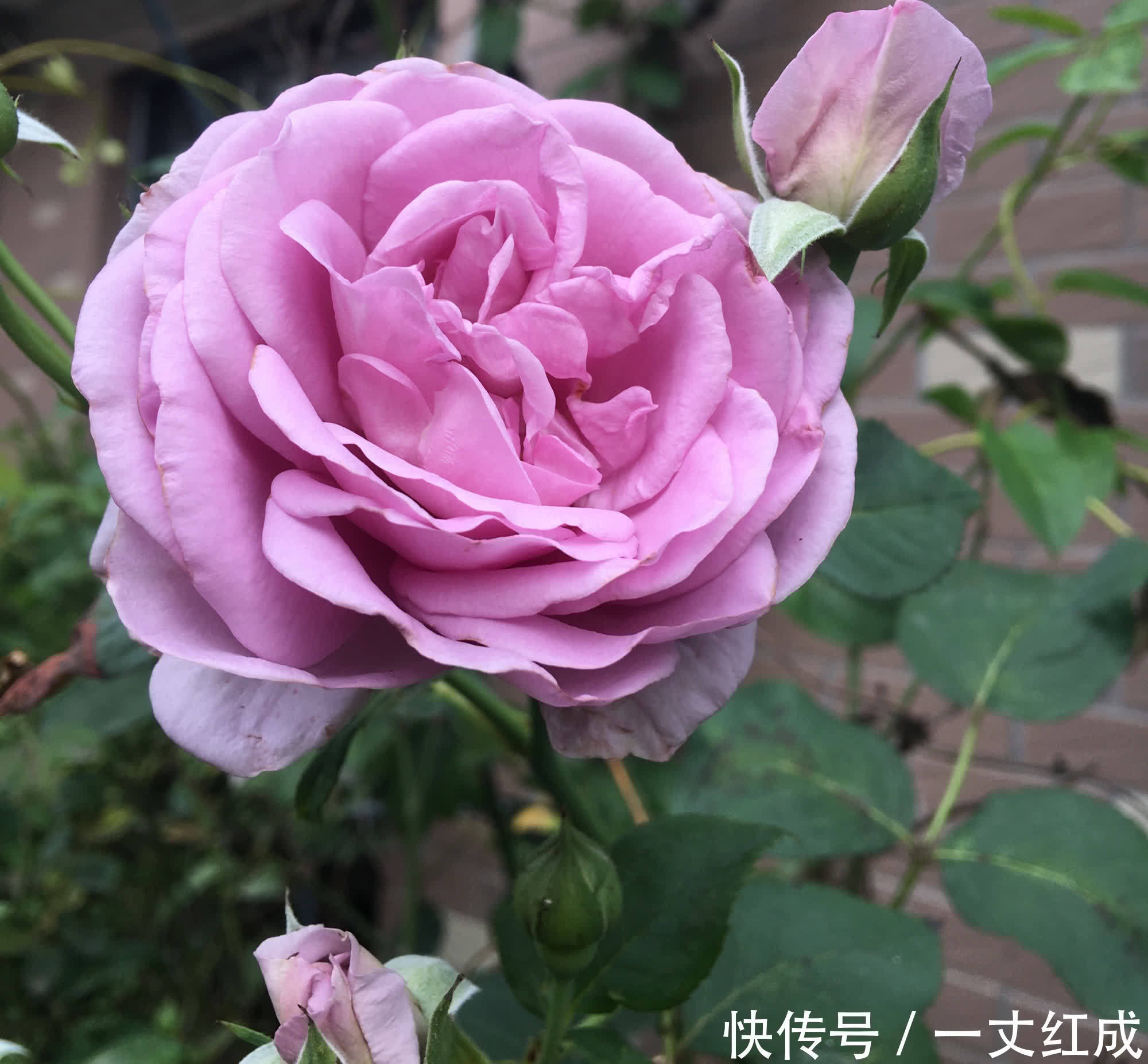月季花|5月份养月季，一定要做好3件事，花朵硕大，开花不停
