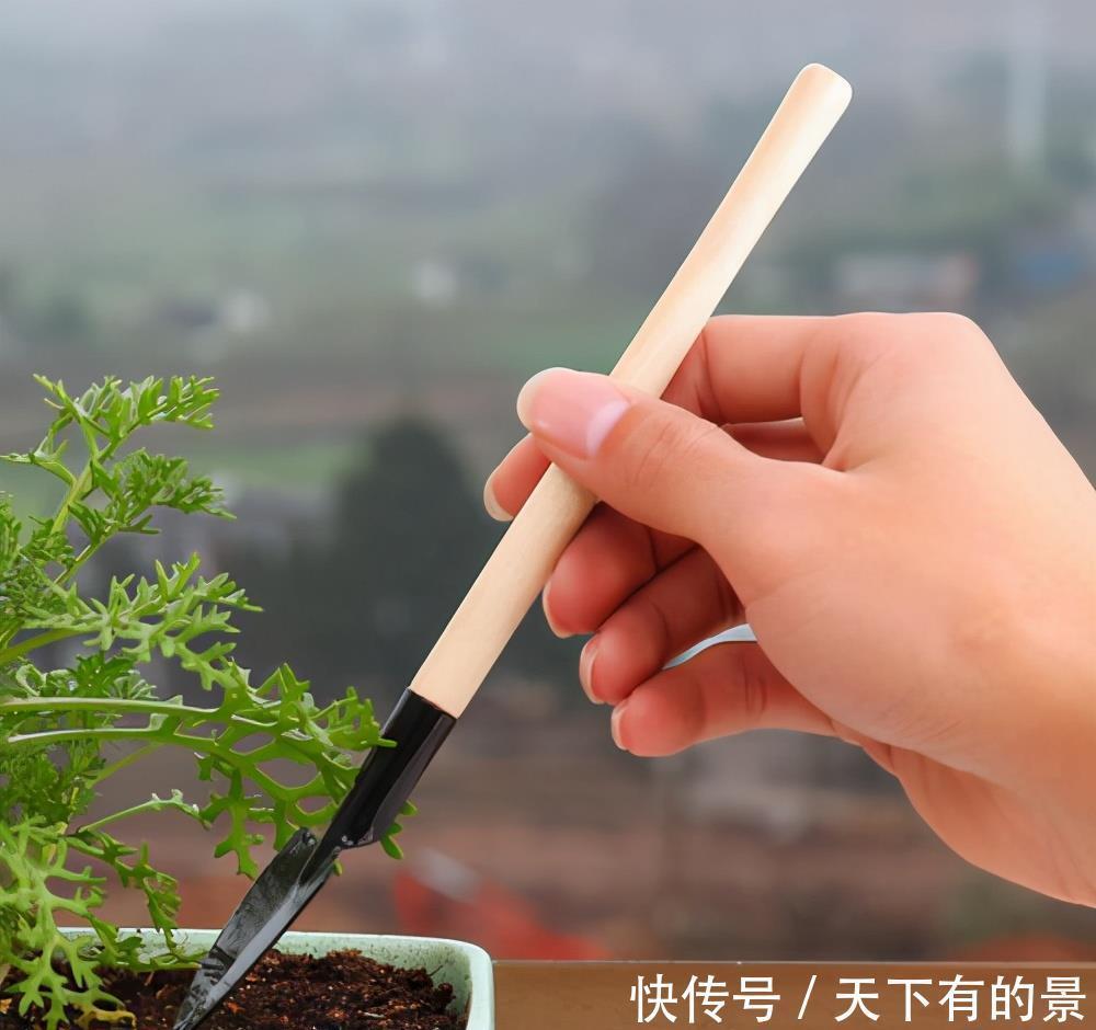 田园土养花,十有八九养不活?那是你不懂“四原则”