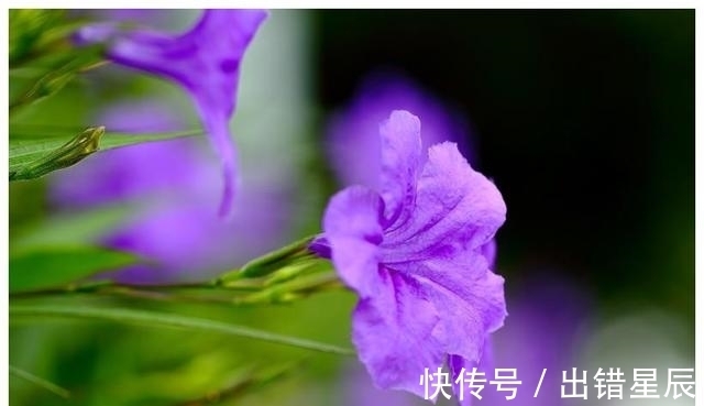 星座|12月初，桃花运多的4大星座，爱情至，牵手成功