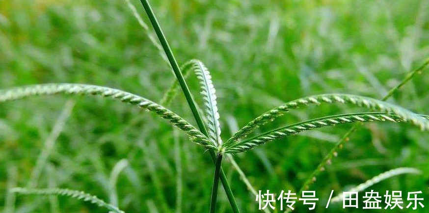 疮疡肿痛|农村人讨厌的野草”牛筋草“，竟有这么多妙处，你还不知道吗