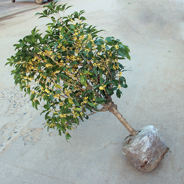 观赏性|在家里种此树,除了观赏性强,长大了很值钱