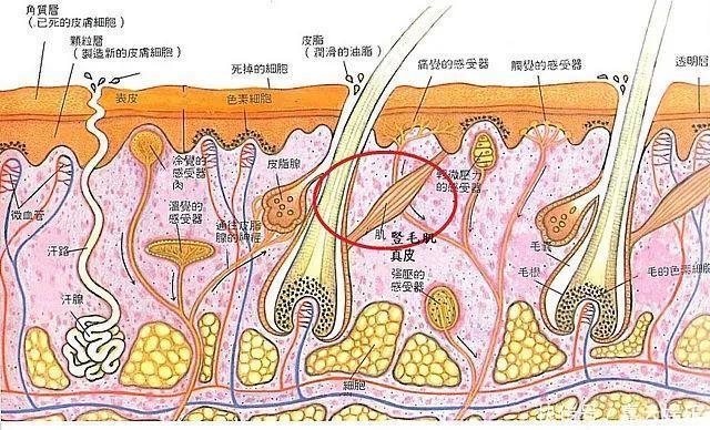 收敛毛孔,除了光子嫩肤,这两种方法也很出色