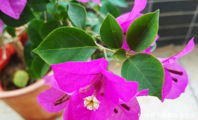 “8种花”进入6月活性高,枝条插盆就生根,不怕黑腐,长得旺!