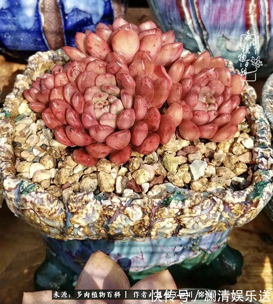 一定要爱着点什么，恰是草木对光阴的柔情！