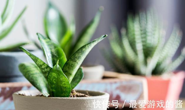 这7种绿植是空气净化小能手,很适合养在室内,美观又增氧