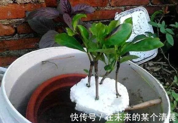 长寿花|这4种花,剪个枝插水里,10天就生根,当下季节最佳