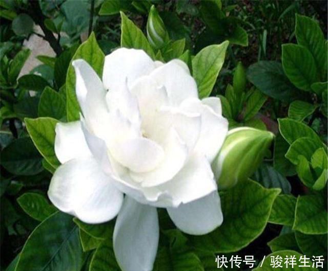 阳台上|栀子花不开花、养不活不是花难养,而是方法错了