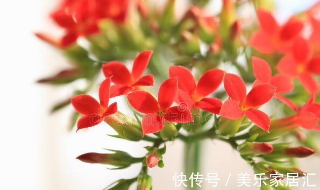 长寿花有“4喜”，顺着喜好养，花开一大盆，真漂亮